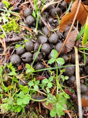 Sylvilagus floridanus