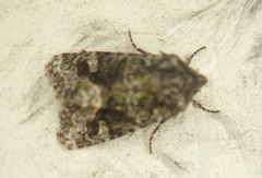 Lacinipolia olivacea
