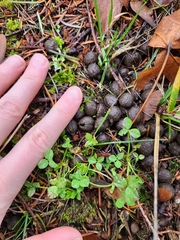 Sylvilagus floridanus