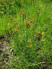Juncus biflorus