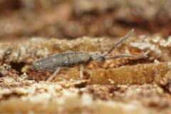 Entomobrya unostrigata