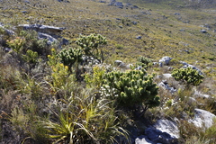 Mimetes fimbriifolius