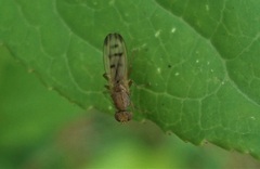 Opomyza florum