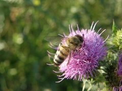 Apis mellifera