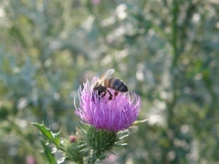 Apis mellifera