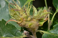 Andricus multiplicatus