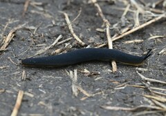 Belocaulus angustipes