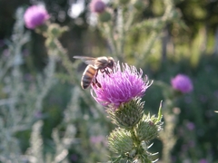 Apis mellifera