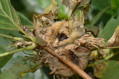 Andricus multiplicatus