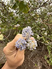 Ceanothus oliganthus