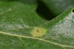 Janetia homocera