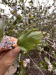 Ceanothus oliganthus