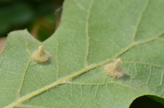 Janetia homocera