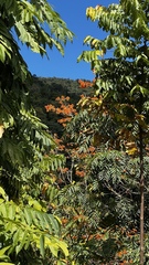 Erythrina poeppigiana