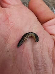 Ommatoiulus sabulosus