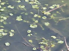 Hydrocotyle ranunculoides