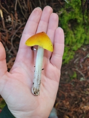 Hygrocybe singeri