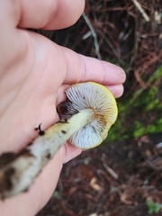 Hygrocybe singeri