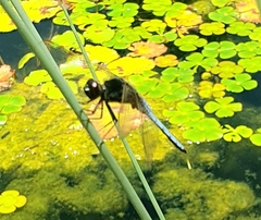 Crocothemis nigrifrons