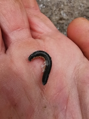 Ommatoiulus sabulosus