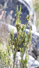 Erica physodes