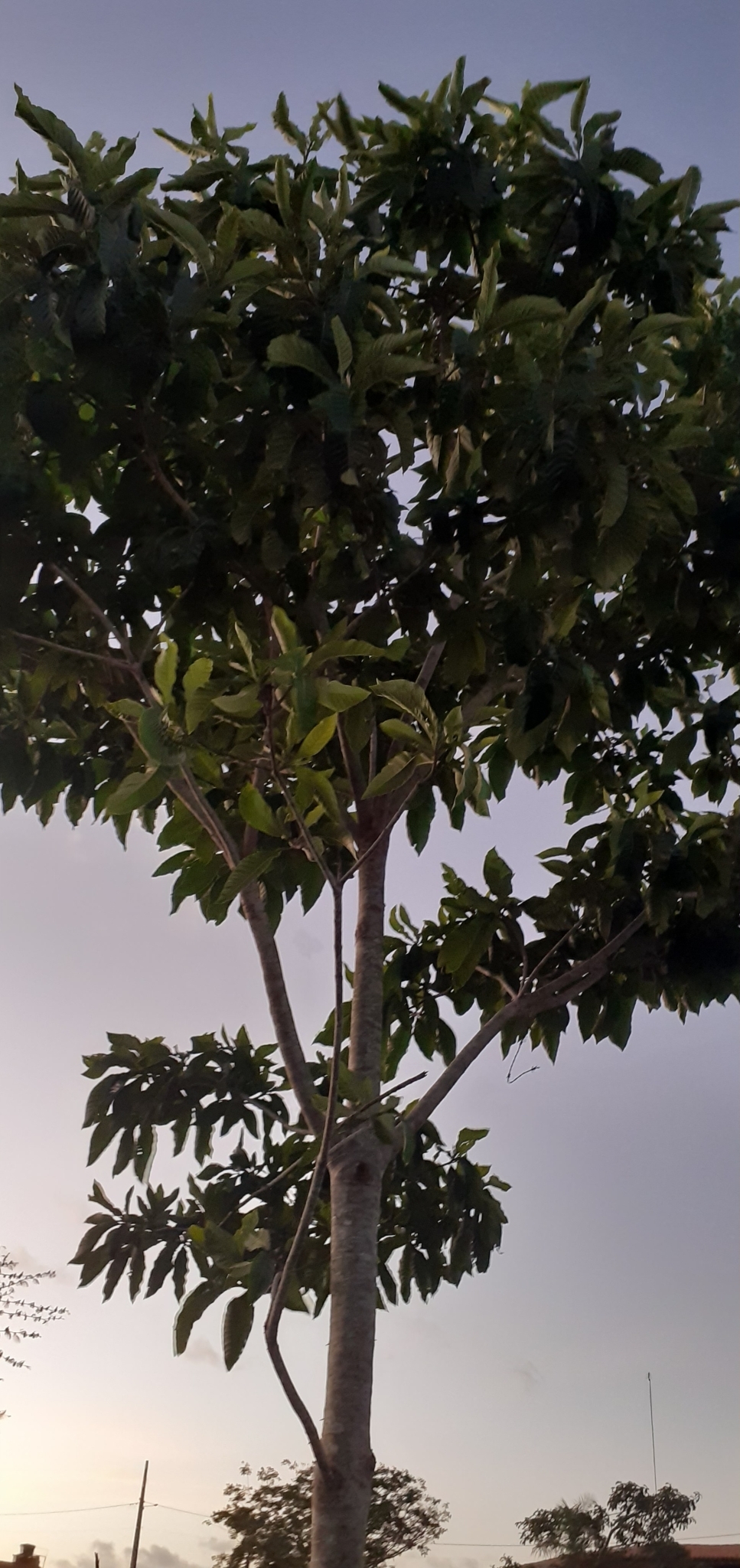 Genipa americana