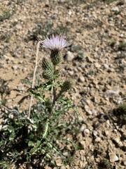 Cirsium pulcherrimum