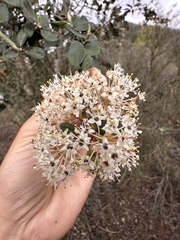 Ceanothus verrucosus