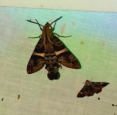 Macroglossum errans