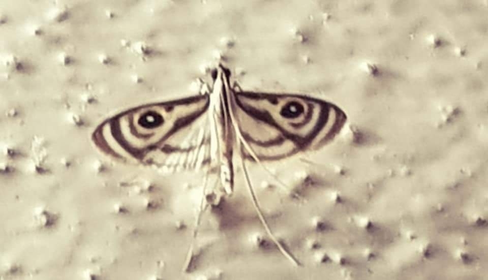 Rhimphalea ocularis
