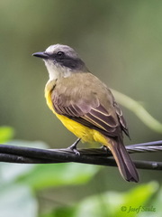 Myiozetetes granadensis