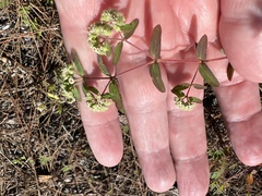 Euphorbia lasiocarpa