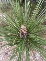 Pinus resinosa