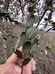 Ceanothus verrucosus