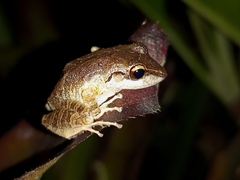Pristimantis ramagii
