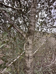 Ceanothus verrucosus