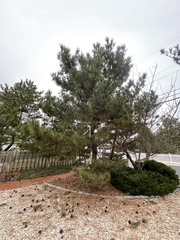 Pinus resinosa