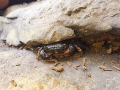 Pachygrapsus socius