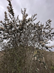 Ceanothus verrucosus