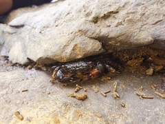Pachygrapsus socius