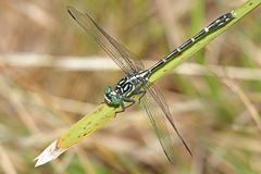 Austrogomphus ochraceus