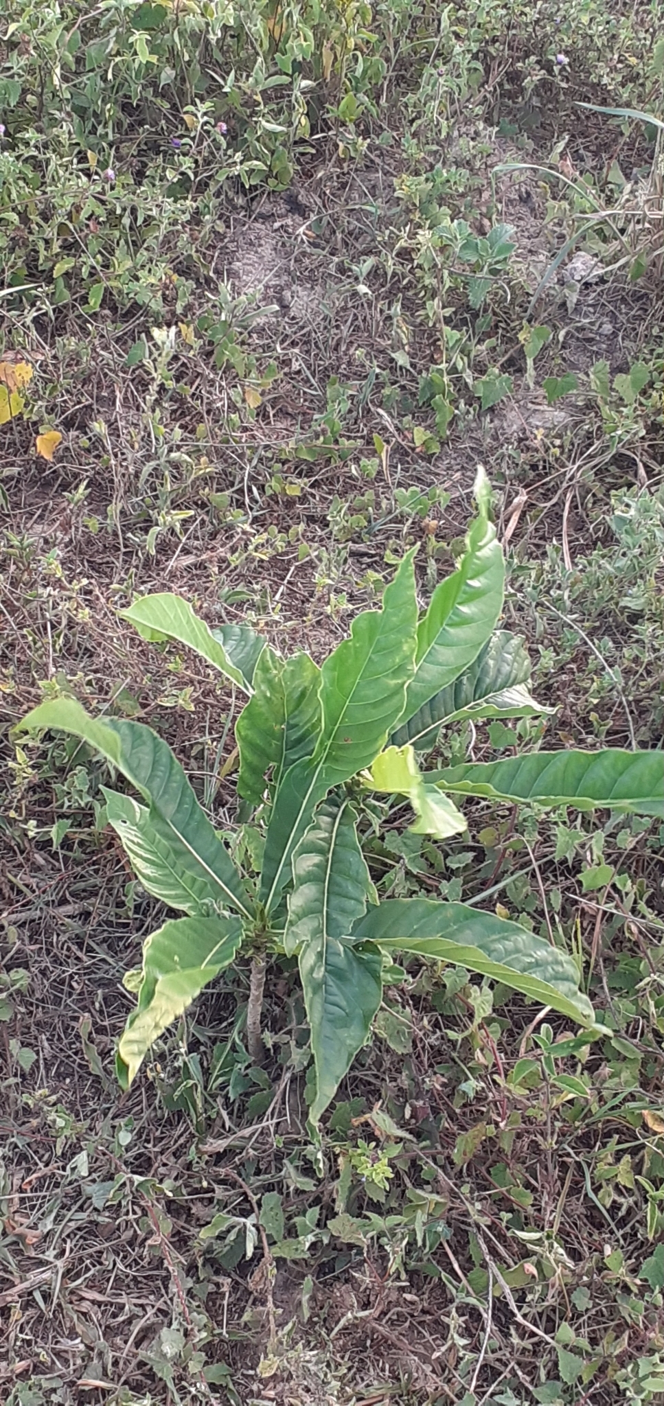 Genipa americana