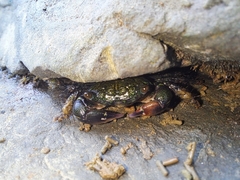Pachygrapsus socius