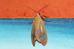 Amerila vitrea