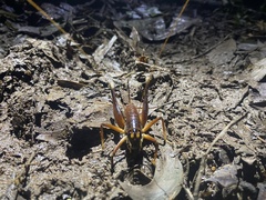 Penalva flavocalceata