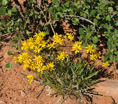 Stenotus armerioides