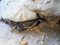 Pachygrapsus socius