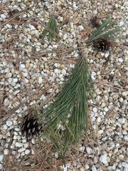 Pinus resinosa