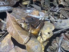 Penalva flavocalceata