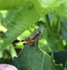 Phaulacridium vittatum